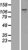 MBTPS1 / S1P Protein (Over-Expression Lysate Myc-DDK (Flag))