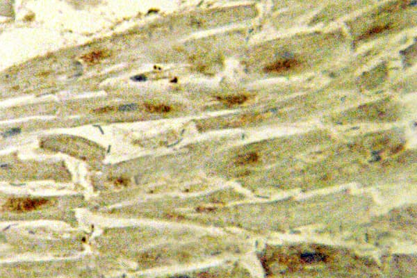 GATA4 Antibody (Arg306)