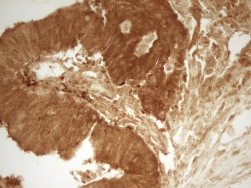 PRMT5 Antibody (aa238-499, clone OTI2C12)