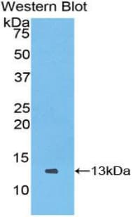 XCL1 / Lymphotactin Antibody (aa27-107)