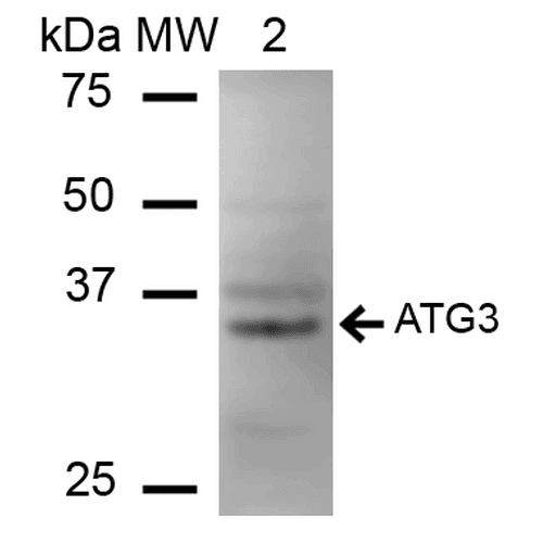 ATG3 Antibody (FITC)