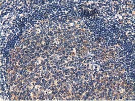 CBWD1 Antibody (clone OTI4D4)