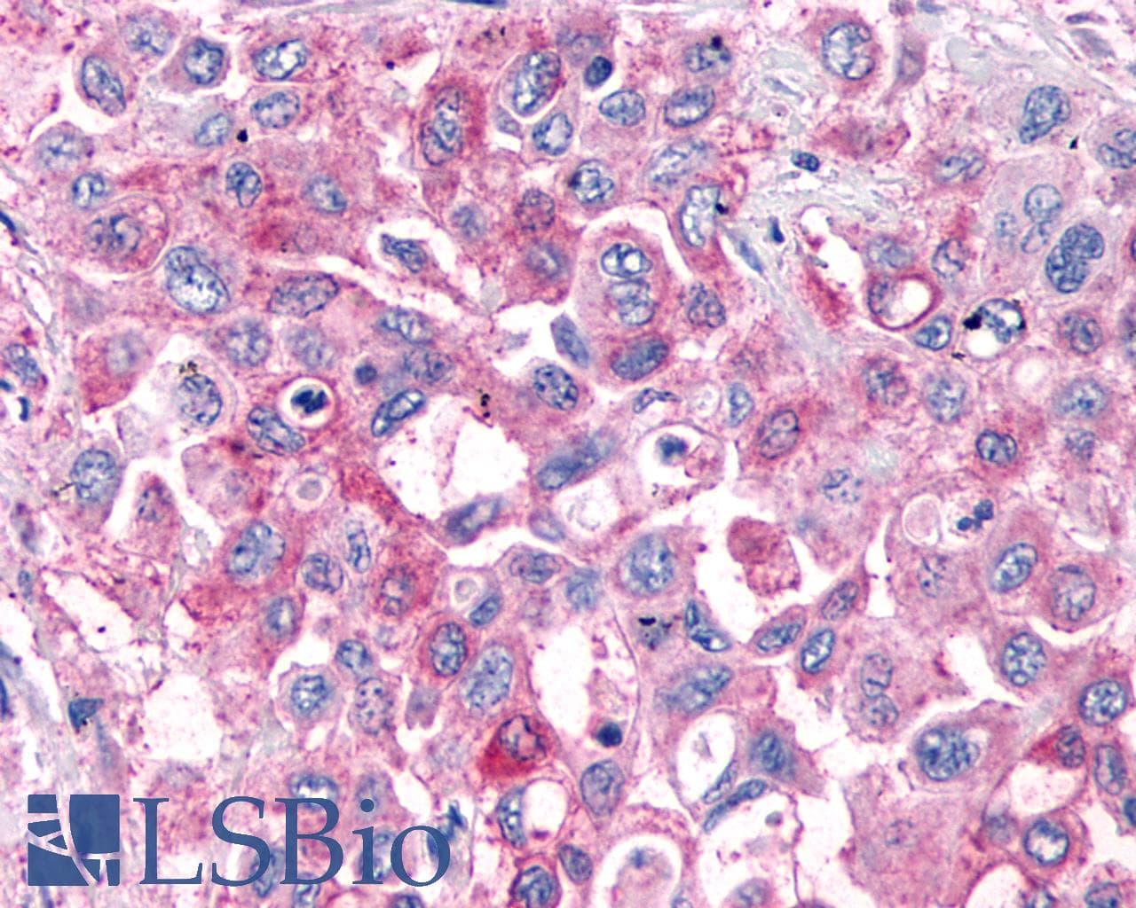 PathPlus™ GPR4 Antibody (C-Terminus)