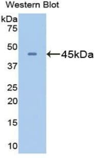 GLUL / Glutamine Synthetase Antibody (aa1-373, PE)