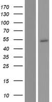 NIPAL4 Protein (Over-Expression Lysate Myc-DDK (Flag))