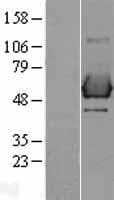 Human p66 / SHC Protein (Over-Expression Lysate Myc-DDK (Flag))