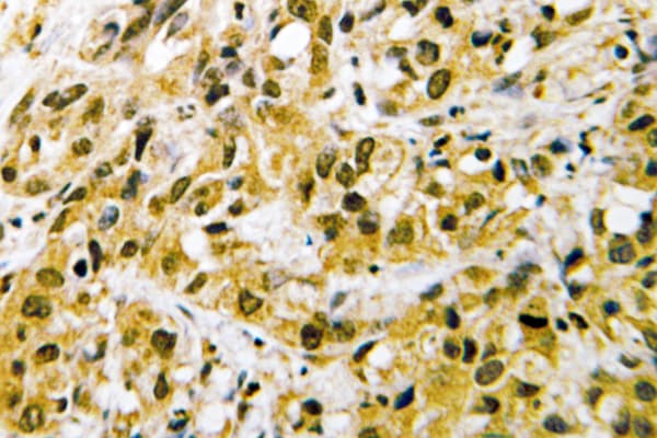 NFYC Antibody (Trp85)
