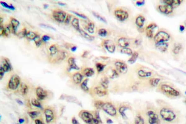 E2F4 Antibody (Leu50/83)