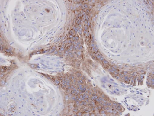 ANXA7 / Annexin VII / SNX Antibody (aa122-459)
