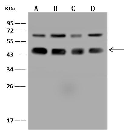 ZNF191 / ZNF24 Antibody
