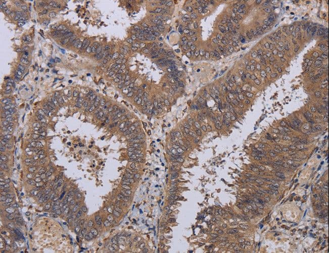 P3H3 / LEPREL2 Antibody