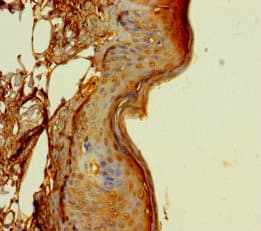 Polyclonal Rabbit anti-Human DUS4L Antibody