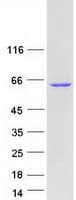 Human GRB10 Protein (Recombinant Myc-DDK (Flag))