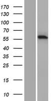 CARD9 Protein (Over-Expression Lysate Myc-DDK (Flag))
