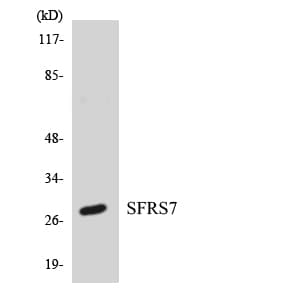 IHC-plus™ SFRS7 / 9G8 Antibody (aa54-103)