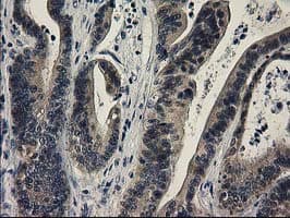 SPR Antibody (clone OTI4F5, Carrier-free)