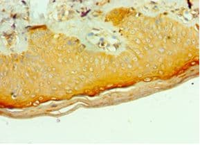 MLANA / Melan-A Antibody (aa48-118)