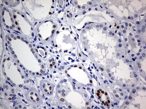 SOX9 Antibody (aa1-205, clone OTI2H10)