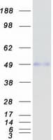 Human NFIB Protein (Recombinant Myc-DDK (Flag))