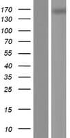TNR / Tenascin R Protein (Over-Expression Lysate Myc-DDK (Flag))