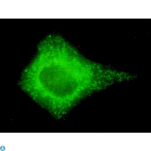 Monoclonal Mouse anti-Human COX4I2 Antibody (IF, WB)