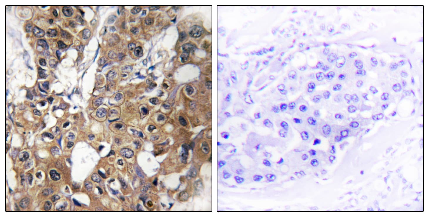 CD9 Antibody (aa101-150)