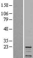 PPP1R1A / IPP1 Protein (Over-Expression Lysate Myc-DDK (Flag))
