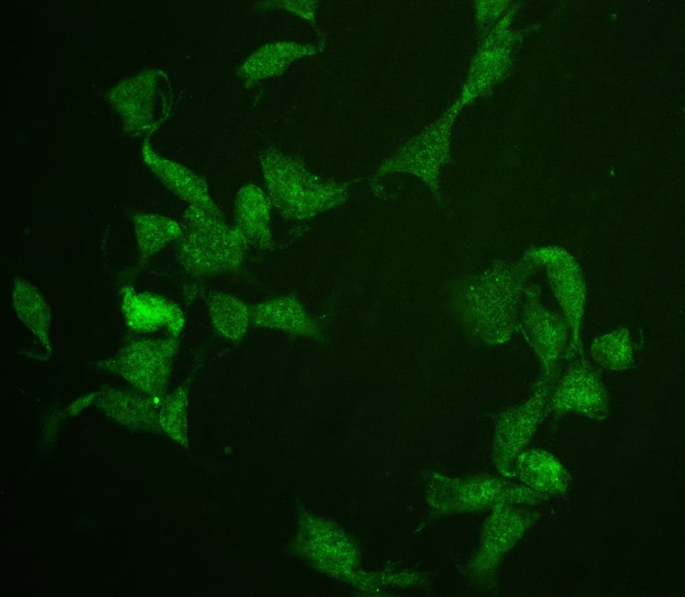 CDC20 Antibody