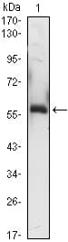 IHC-plus™ A1BG Antibody (clone 4B5)