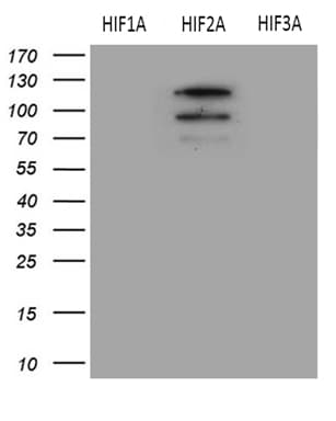 HIF2A / EPAS1 Antibody (aa584-870, clone OTI6G3)