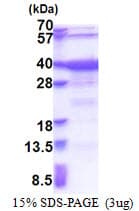 Human GTF2A1 / TFIIA Protein (Recombinant His)