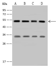 SETD8 / SET8 Antibody (Preservative Free)