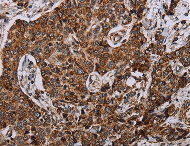 NDUFA4 Antibody