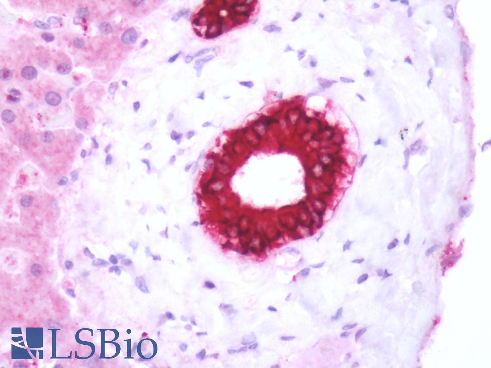 PathPlus™ Polyclonal Rabbit anti-Human GPBAR1 / TGR5 Antibody (C-Terminus, IHC)
