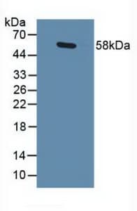 GABPA / NRF2 Antibody (aa168-314)