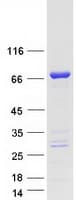 Human ZC3H12A / MCPIP1 Protein (Recombinant Myc-DDK (Flag))
