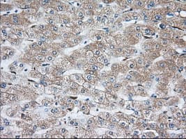 TS / Thromboxane Synthase Antibody (clone OTI1H9, Carrier-free)
