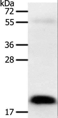 PTN / Pleiotrophin Antibody