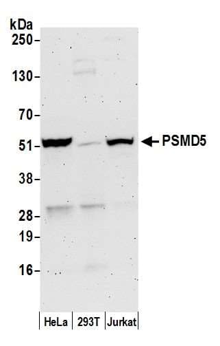 PSMD5 Antibody (aa325-375)