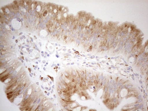 GRN / Granulin Antibody (aa327-593, clone OTI3H6, Carrier-free)