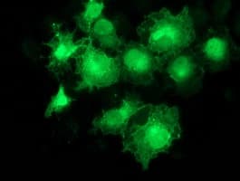 MAPRE2 / EB2 Antibody (clone OTI1B10)