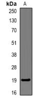 IHC-plus™ LL37 / Cathelicidin Antibody
