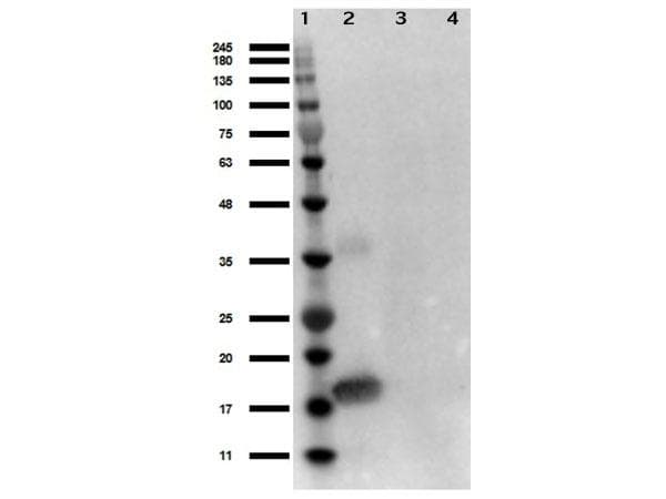 IL1A / IL-1 Alpha Antibody