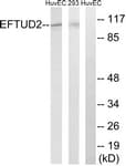 EFTUD2 Antibody (aa321-370)