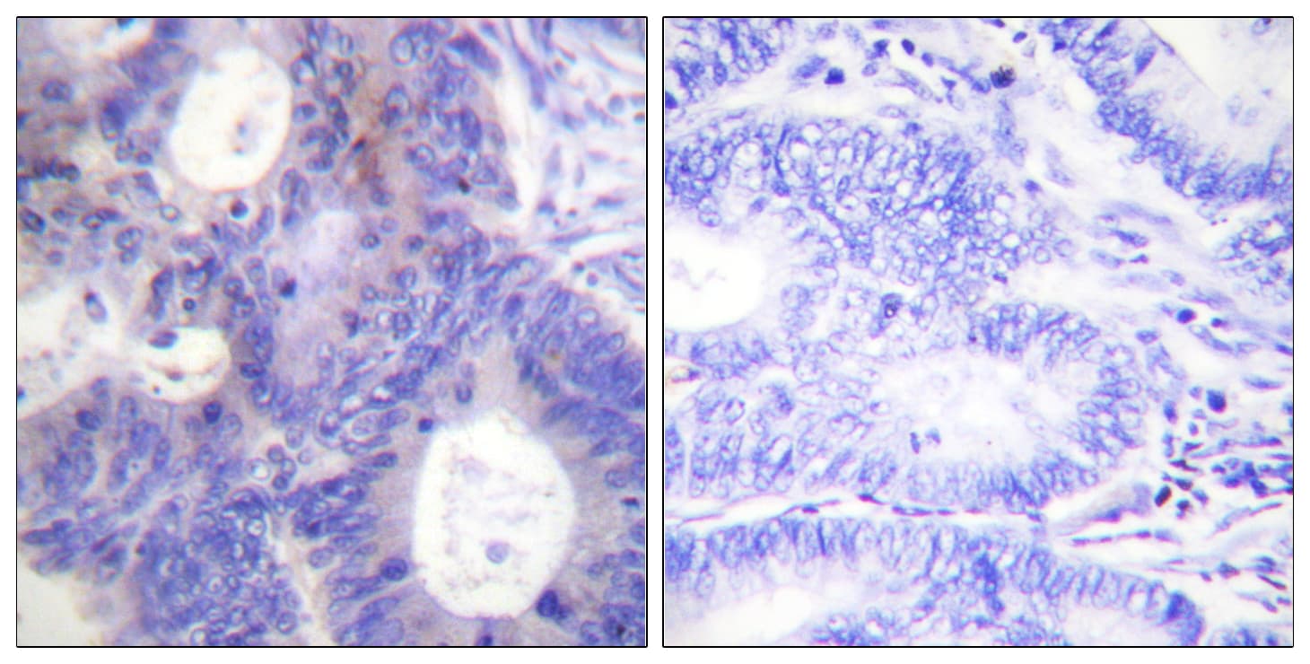 PTGES3 / p23 Antibody (phospho-Ser113)