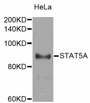 STAT5A Antibody