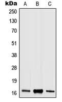 Histone H3 Antibody (phospho-Ser10)