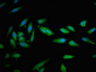 STXBP1 / MUNC18-1 Antibody
