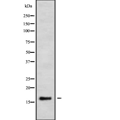 CALML3 Antibody
