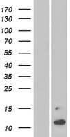 MSMP Protein (Over-Expression Lysate Myc-DDK (Flag))